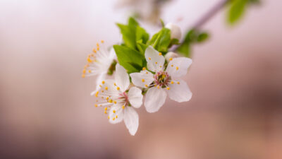 Keväinen omenapuun oksa, jossa juuri auenneet valkoiset kukat